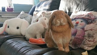 Relaxing snack time with my lopeared rabbits Tarzan and Pimelien [upl. by Xyno]