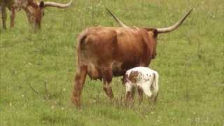 Cattle Ranching  Americas Heartland Episode 917 [upl. by Tanitansy189]