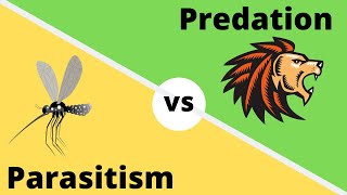 Difference between Predation and Parasitism [upl. by Chatav]