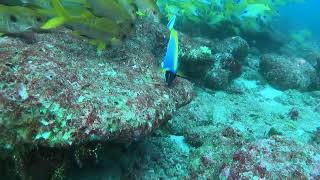 Powder Blue Surgeonfish Tang [upl. by Eseuqcaj229]