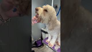 Face trimming a cockapoo dog cockapoolife cockapoo doglover dogshorts asmr puppy cutegroom [upl. by Yslek]