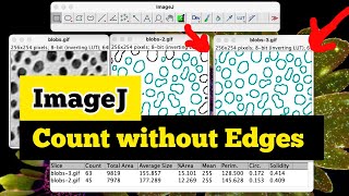 count in ImageJ and exclude the EDGEs ImageJ cell count without the edges  ImageJ analysis [upl. by Macdougall716]