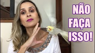 5 COISAS QUE VOCÊ NÃO DEVE FAZER COM A SUA CALOPSITA [upl. by Nois582]