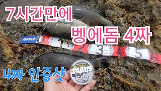 요즘 벵에돔낚시 4짜 2마리 90회 Opaleye Fishing palos verdies [upl. by Barbur]