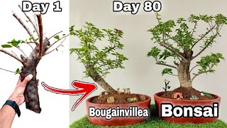 Bougainvillea from cutting to bougainvillea bonsai Bougainvillea grafting 2 Method [upl. by Hollenbeck]