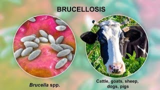 Brucellosis  Types symptoms pathogenesis diagnosis treatment  Infection [upl. by Donoghue]