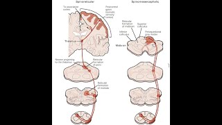 Substanta ALBA si substanta CENUSIE la nivelul maduvei spinarii trunchiului cerebral si emisferelor [upl. by Mohandis656]