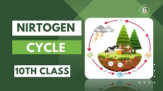 quotThe Nitrogen Cycle A Key Process in Ecosystem Balancequot  10th class [upl. by Epifano]