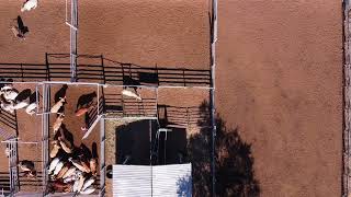 Working Cattle through a Bud Box  Low Stress Stock Handling [upl. by Ongineb]