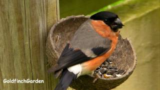 Male Bullfinch Eating Black Sunflower Seeds [upl. by Raines]