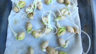 PreGerminated Moringa Stenopetala seeds [upl. by Theall831]