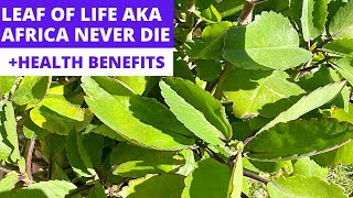 LEAF OF LIFE  Miracle Leaf  Bryophyllum Pinnatum  Africa Never Die  Health Benefits [upl. by Asereht]