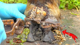 Poor Cows Leg PIERCED by Iron Bar FULL of Pus and Worms 🐄 satisfying 251103 [upl. by Fotinas617]