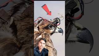 कमांडो चील 🦅🦅 Commando kite llshorts army animals birds cammando viralvideo trending [upl. by Shawnee]