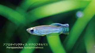 36アプロケイリクティス・マクロフタルマス メダカ・ランプアイの仲間 Poropanchax luxophthalmus [upl. by Edahs]