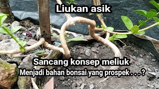 Bahan bonsai Sancang konsep meliuk membentuk bahan bonsai yang prospek [upl. by Groome]