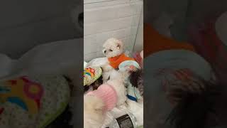 Cute puppies waiting to be adopted [upl. by Aronel]