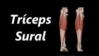 Anatomia do Tríceps Sural em 3D [upl. by Lerud]