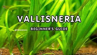 VALLISNERIA PLANT DETAILED GUIDE FOR BEGINNERS  EELGRASS  TAPEGRASS  JUNGLE VAL [upl. by Eseerehc]