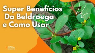 Super Benefícios Da Beldroega e Como Usar [upl. by Eissen]