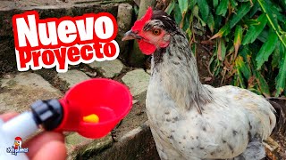 Pondremos Bebederos Automáticos para las Gallinas 🐔🐤 [upl. by Kcirdnek]