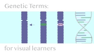 Genetic Terms Loci Gene amp Allele [upl. by Enuj]