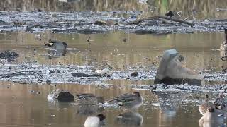 Green Sandpiper  Lochore MCP  Fife  12112024 [upl. by Ahcsim449]