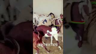 25 bakriyan abala Khera print bakriyan for sale goat farming Dera Ghazi Khan [upl. by Emanuel]