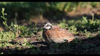 Northern bobwhite  Colinus virginianus [upl. by Allsun]