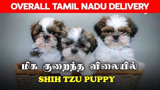 SHIH TZU PUPPIES FOR SALE IN CHENNAI TAMIL NADU  AFFORDABLE PRICES  ALL INDIA DELIVERY AVAILABLE [upl. by Macleod]