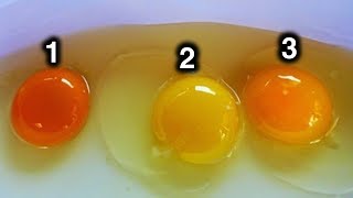 Which Egg Do You Think Came From Healthy Chicken [upl. by Llenaj502]