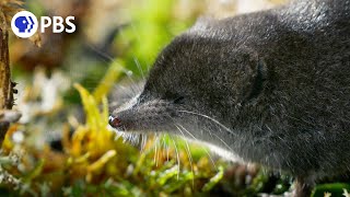 Tiny Water Shrews Are the quotCheetahs of the Wetlandsquot [upl. by Wilber]