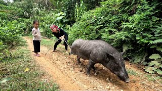 The kind woman lent me a boar for breeding successful single mother Orphaned Po [upl. by Kazimir]