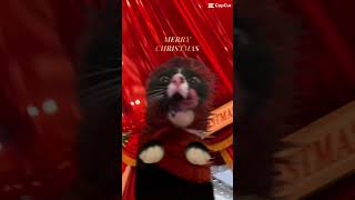 christmas cat funny ￼ [upl. by Ivar]