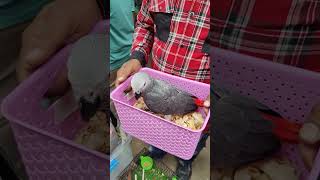 কথা বলা আফ্রিকান গ্রে পেরোটের বাচ্চা mirpurpakhirhat pakhpakhali talkingparrot parrot [upl. by Dov]