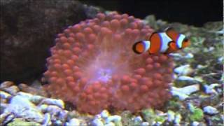 Entacmaea quadricolor  Blasenanemone  Official Video in HD [upl. by Raphael698]