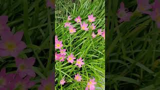 Zephyranthes Rosea Lindl enjoybeautifulnaturewithrurallife flowers beautifulnaturewithrurallife [upl. by Eblehs226]