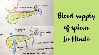 Spleen blood supply  med tutorials [upl. by Nallak]