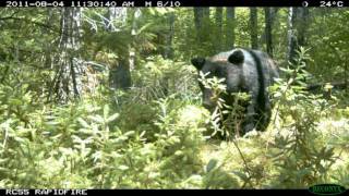 Mammals of Shingle Shanty Adirondacks [upl. by Aniroc]