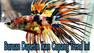 Bongkar Rahasia Cara mendapatkan Cupang Crowntail Trend Ini [upl. by Campney]