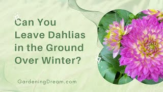 Can You Leave Dahlias in the Ground Over Winter [upl. by Catherina375]