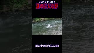 UMA？カッパ？北海道の川に巨大な生き物が [upl. by Estel]