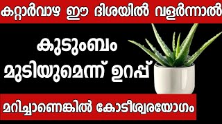 വീട്ടിൽ കറ്റാർവാഴ ഉള്ളവർ ഈ തെറ്റ് ചെയ്യല്ലേ കുടുംബം നശിക്കും Malayalam astrology  vastu [upl. by Wanfried]