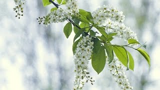 Kvitka Kvitaslawa Cisyk KaceyКвітка Цісик  Cheremshyna Birdcherry treeЧеремшина [upl. by Ysnil]