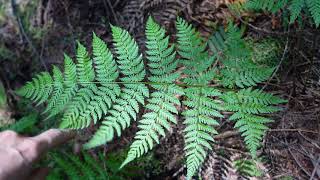 Spiny wood fern Dryopteris expansa [upl. by Modnar491]