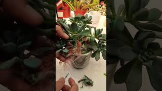 Prunning succulents Succulent plant succulents plants cactus propagation homegarden tips [upl. by Esiuqcaj]