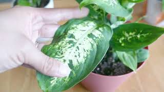 Dieffenbachia Dumb Cane Easy Houseplant Care [upl. by Nolrev]