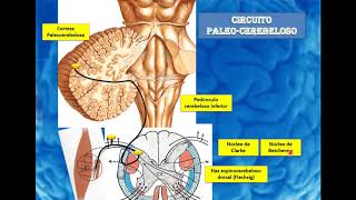 Circuitos cerebelosos y vías extrapiramidales [upl. by Anitsirt318]