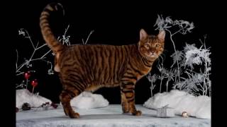 Toyger cats History Personality Health Care [upl. by Sidnee]