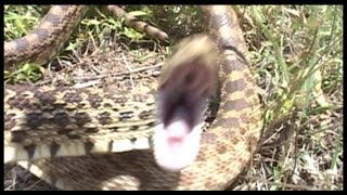 SCARY MACHO SNAKE hissing loudly [upl. by Van]